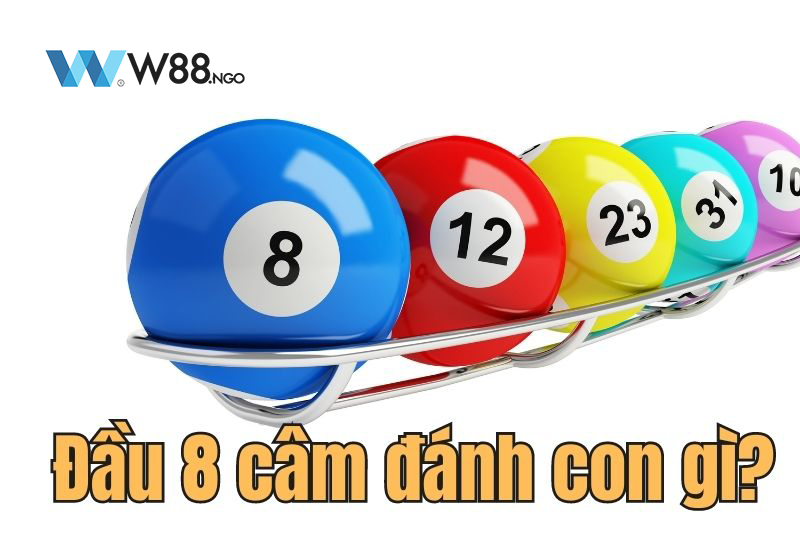 dau-8-cam-danh-con-gi-w88